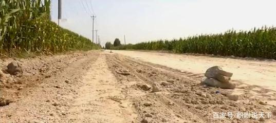 保定清苑區為了給工廠修路,私自侵占農民耕地,被省臺曝光