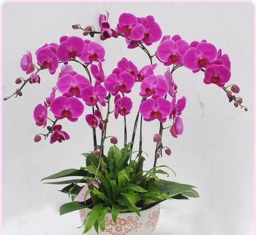 美炸了！撐爆從化朋友圈的花卉展原來在這里，就等你來撩，還有禮品花卉銷售