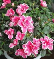 福建龍巖 綠意盎然的花木產(chǎn)業(yè)——從果樹(shù)苗木到禮品花卉的多元發(fā)展