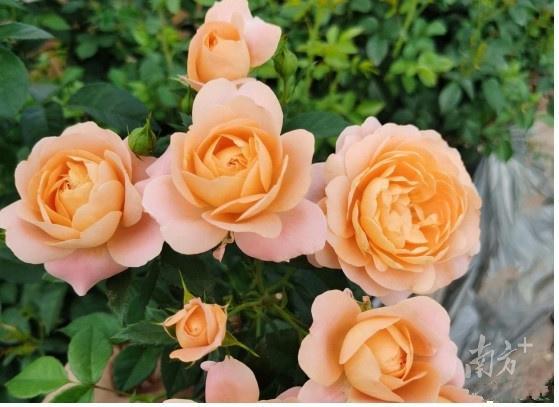 浪漫經(jīng)濟(jì)升溫 七夕鮮花銷售激增，凌晨下單成熱潮